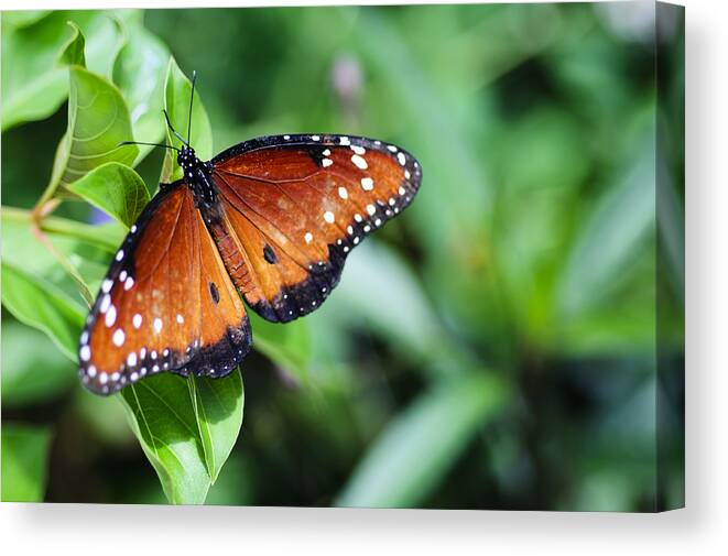 Antenna Canvas Print featuring the photograph Flutter By by Christi Kraft