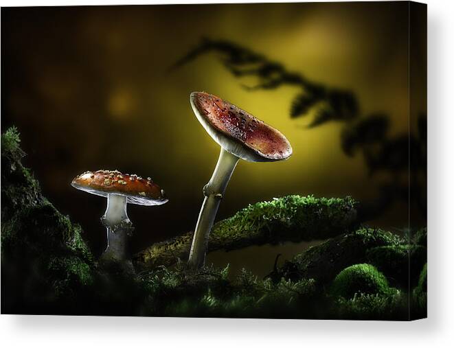 Manoir Aux Statues Canvas Print featuring the photograph Fly Mushroom - Red Autumn Colors by Dirk Ercken