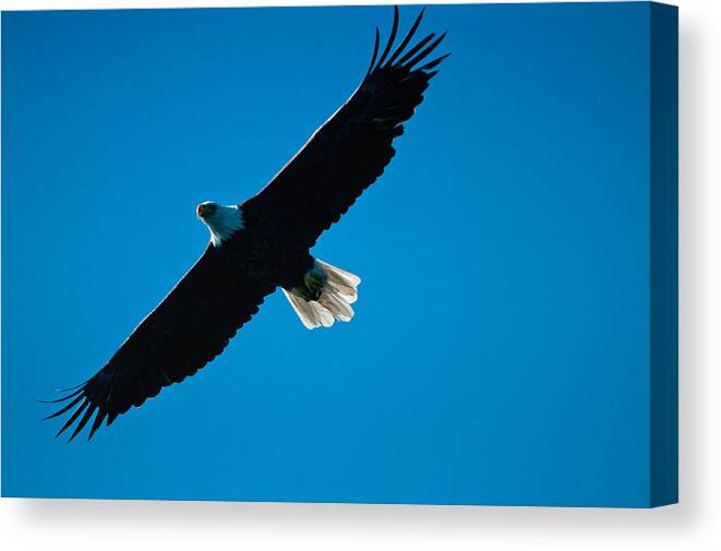 Eagle Canvas Print featuring the photograph Fly Over by Paul Mangold