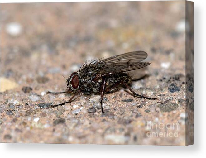 Backyard Canvas Print featuring the photograph Fly by Shawn Jeffries