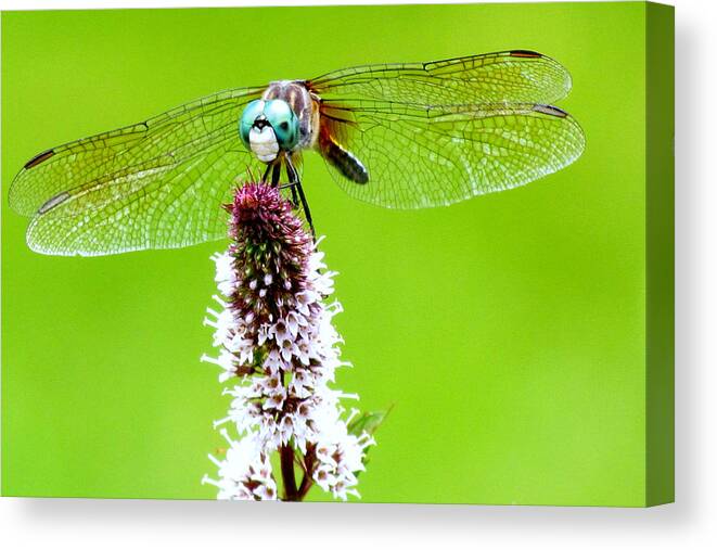 Bug Canvas Print featuring the photograph Dragon Master by Lori Lafargue