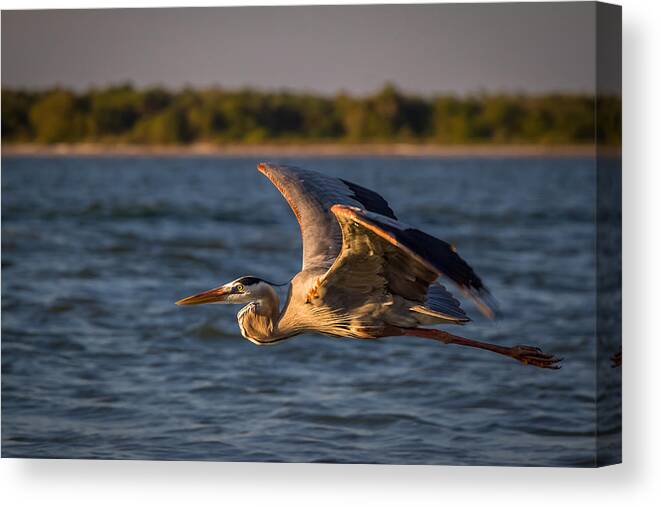 Big Bird Canvas Print featuring the photograph Flying Great Blue Heron by Ron Pate