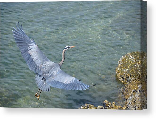 Blue Heron Canvas Print featuring the photograph Flying Heron by Jerry Cahill