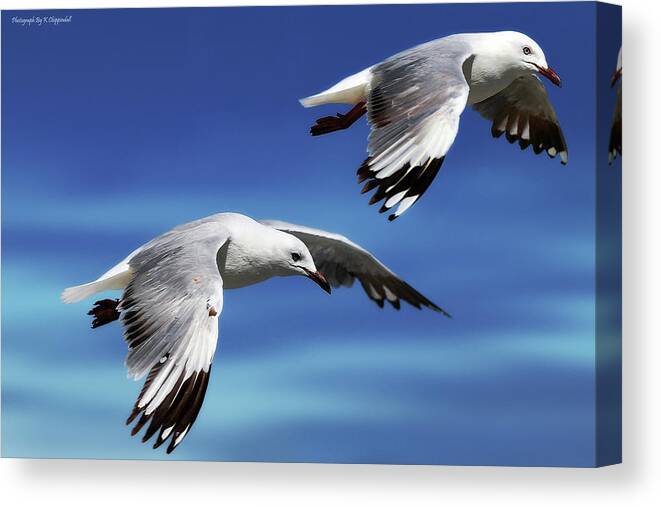 Seagull Photography Canvas Print featuring the photograph Flying high 0064 by Kevin Chippindall