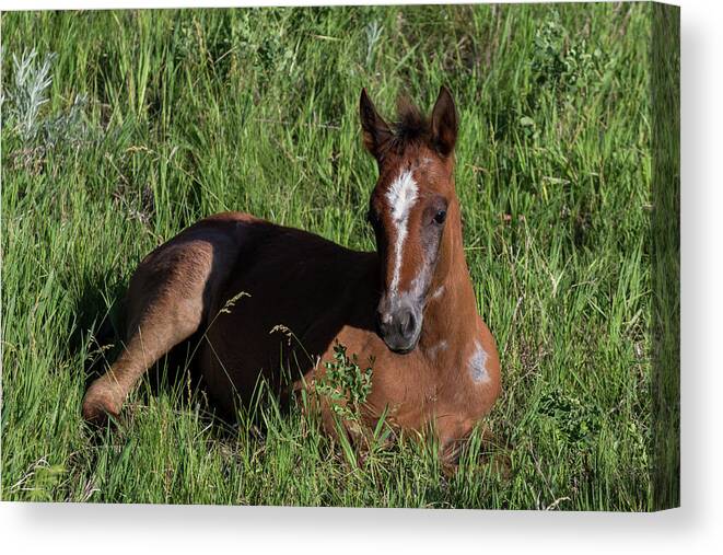 Foal Canvas Print featuring the photograph Foal in Grass by John Daly