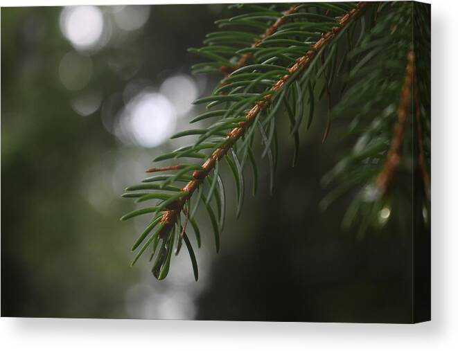 Tree Canvas Print featuring the photograph Focus I by Andrea Guariglia