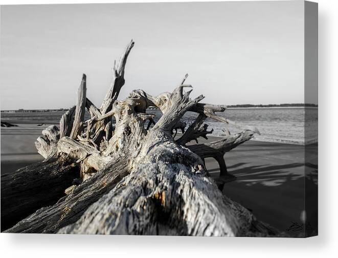 Zen Canvas Print featuring the photograph Focused by Bradley Dever