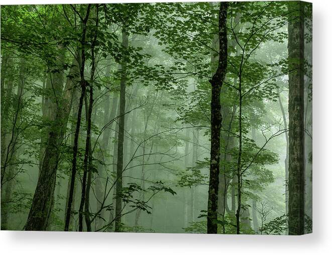 Fog Canvas Print featuring the photograph Fog In The Forest by Louise Lindsay