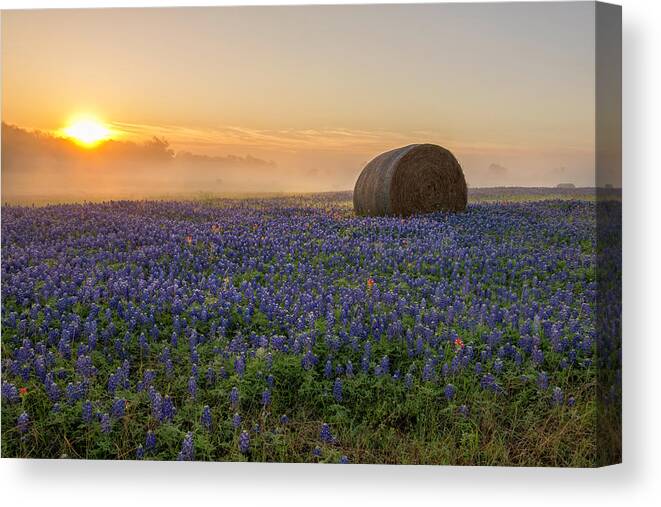 Bluebonnet Canvas Print featuring the photograph Foggy Bluebonnet Sunrise - Independence Texas by Brian Harig