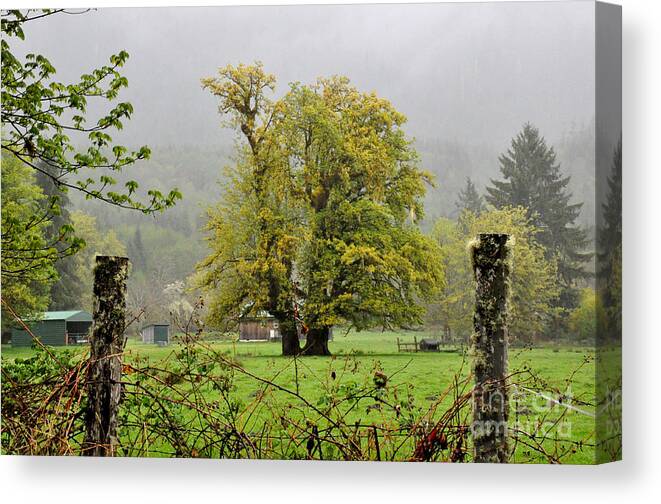 Landscapes Canvas Print featuring the photograph Foggy Morning by Tatyana Searcy