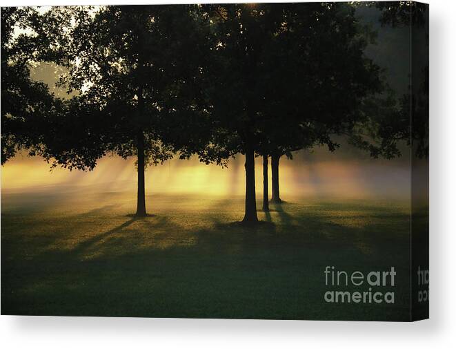 Foggy Rays Of Morning Canvas Print featuring the photograph Foggy Rays of Morning by Rachel Cohen