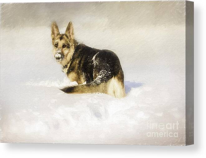 German Shepherd Canvas Print featuring the photograph Follow Me by Eleanor Abramson