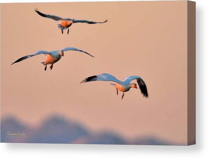  Canvas Print featuring the photograph Follow by Sherry Clark