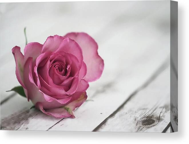 Rose Canvas Print featuring the photograph Follow Your Soul by Vanessa Thomas