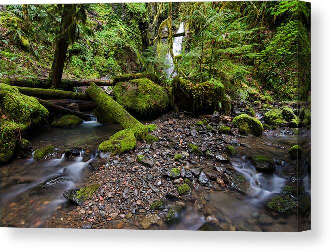 Oregon Canvas Print featuring the photograph Forest Adventures by Margaret Pitcher