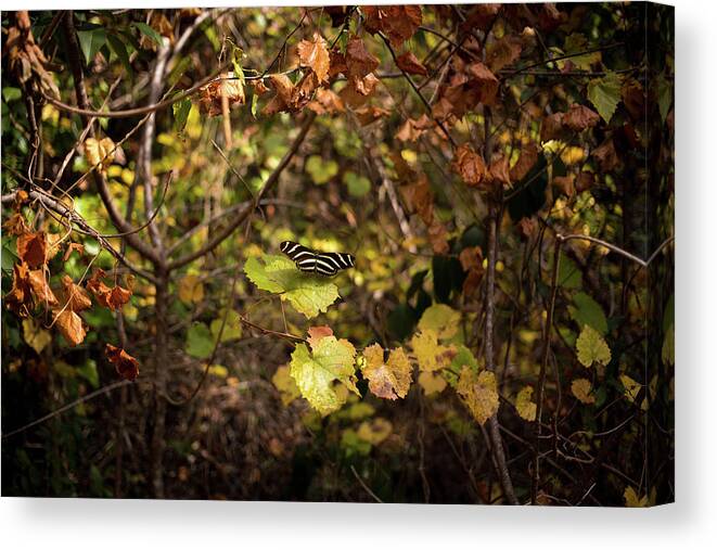 Image Canvas Print featuring the photograph Forest Butterfly by Ryan Stoddard