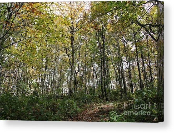 Forest Canvas Print featuring the photograph Forest Canopy by Allen Nice-Webb