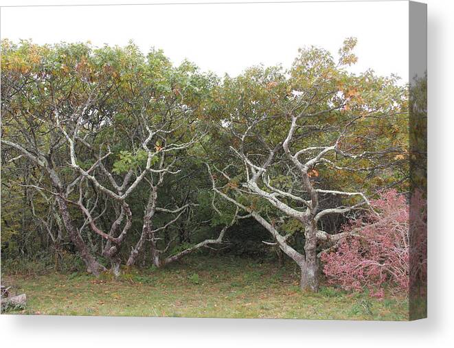 Mountains Canvas Print featuring the photograph Forest Entry by Allen Nice-Webb