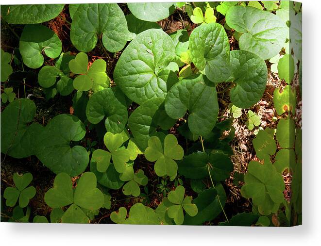 Forest Canvas Print featuring the photograph Forest Floor by Andrew Kumler