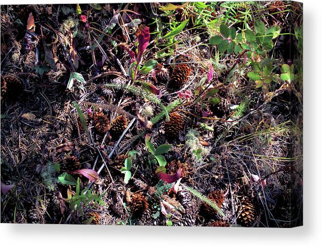 Pine Cones Canvas Print featuring the photograph Forest Floor by Scott Carlton