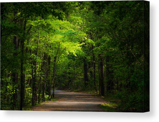 Path Canvas Print featuring the photograph Forest Path by Parker Cunningham