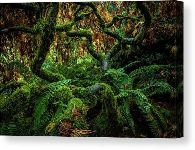 5dsr Canvas Print featuring the photograph Forever Green by Edgars Erglis