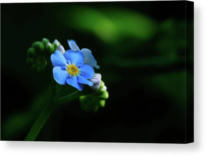 Forget-me-not Canvas Print featuring the photograph Forget-me-not by Rob Davies