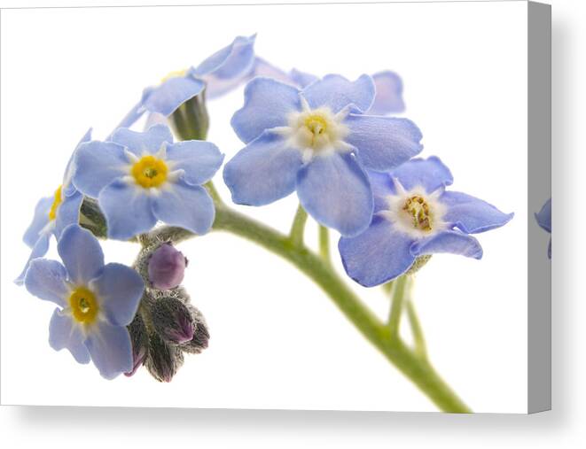 Forget-me-nots Canvas Print featuring the photograph Forget-Me-Nots by Ann Garrett