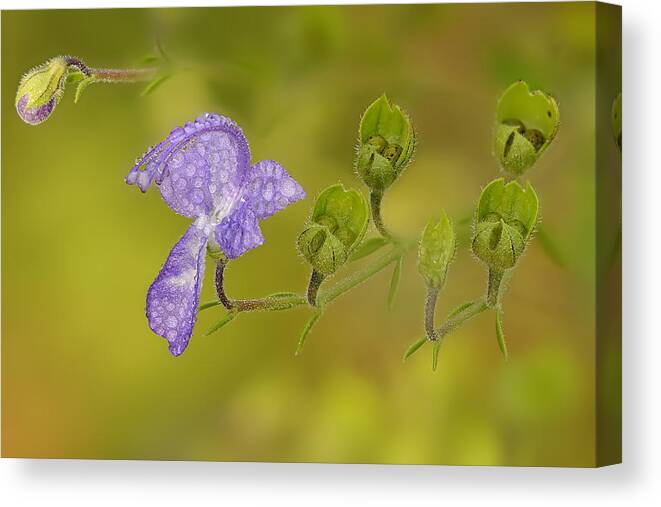 Trichostema Dichotomum Canvas Print featuring the photograph Forked blue Curl by Robert Charity