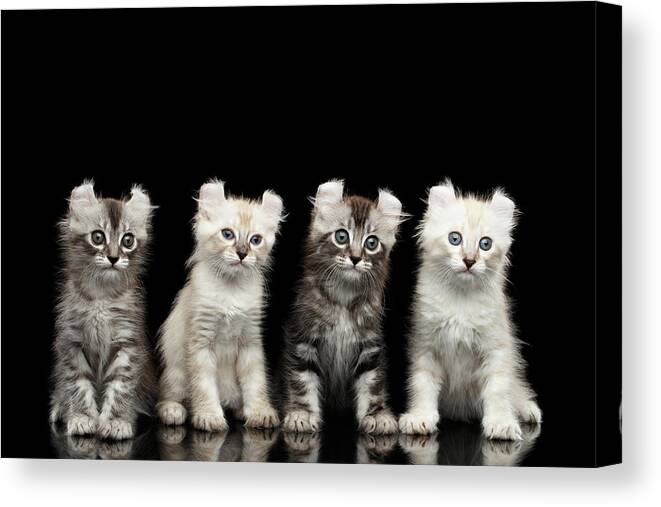 Curl Canvas Print featuring the photograph Four American Curl Kittens with Twisted Ears Isolated Black Background by Sergey Taran