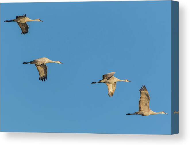 Landscape Canvas Print featuring the photograph Four in Formation by Marc Crumpler