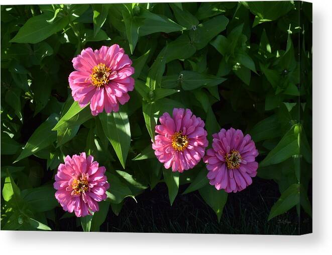 Flowers Canvas Print featuring the photograph Four Lovely Sisters by Deborah Crew-Johnson