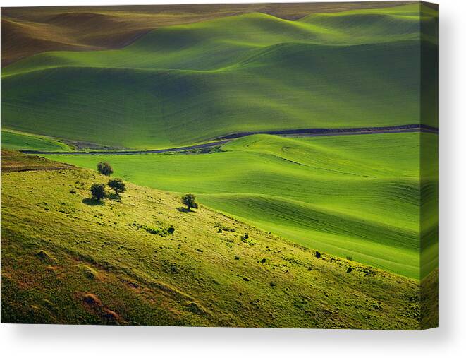 Palouse Canvas Print featuring the photograph Four Trees - Palouse - Washington by Nikolyn McDonald