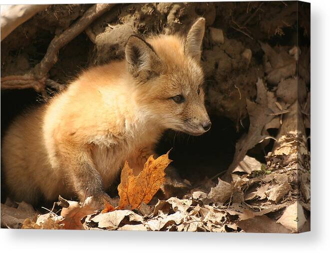 Red Fox Canvas Print featuring the photograph Fox kit at entrance to den by Doris Potter