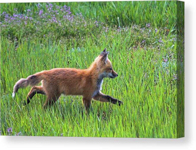 Fox Canvas Print featuring the photograph Fox Trot by Alana Thrower