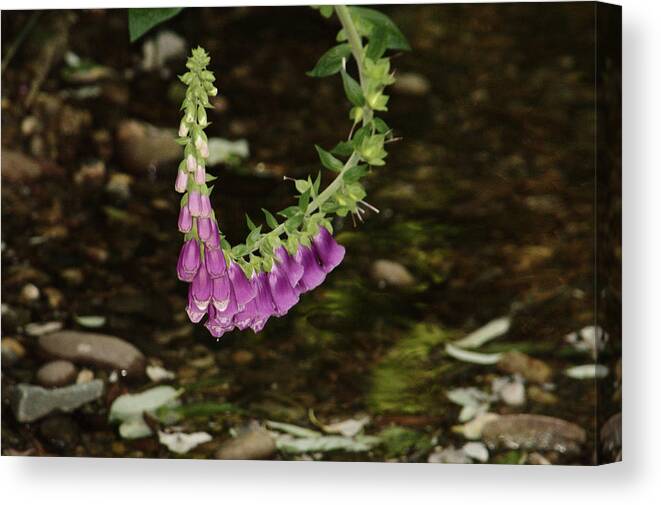 Flowers Canvas Print featuring the photograph Foxgloves Over Stream by Adrian Wale