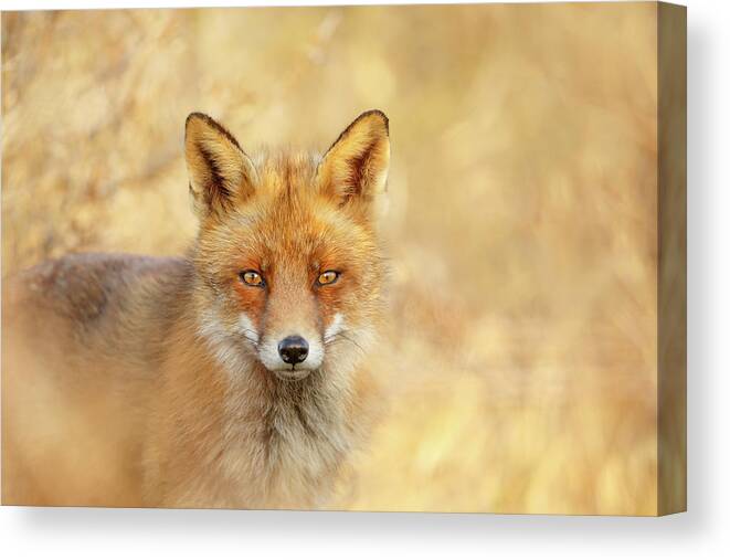 Red Fox Canvas Print featuring the photograph Foxy Faces Series- That Look by Roeselien Raimond