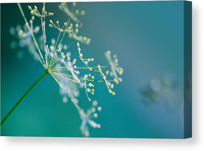 Dill Canvas Print featuring the photograph Fragile Dill Umbels by Nailia Schwarz