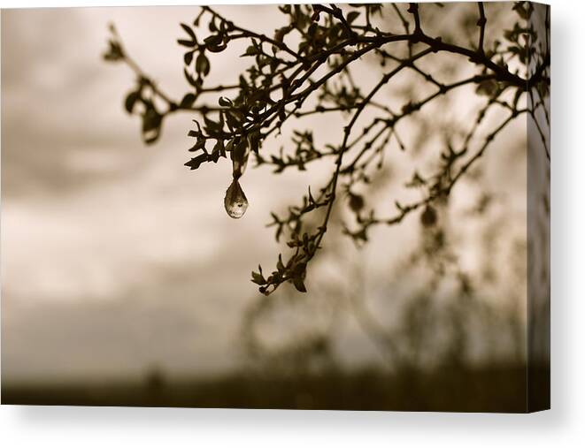 Water Canvas Print featuring the photograph Fragile by Melisa Elliott