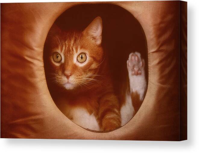 Cats Canvas Print featuring the photograph Frankie In A Box by Pat Abbott