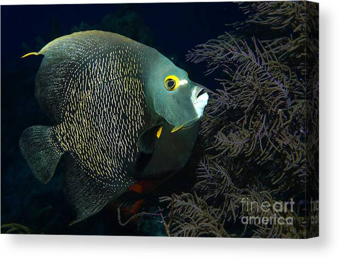 French Angelfish Canvas Print featuring the photograph French Angel by Aaron Whittemore