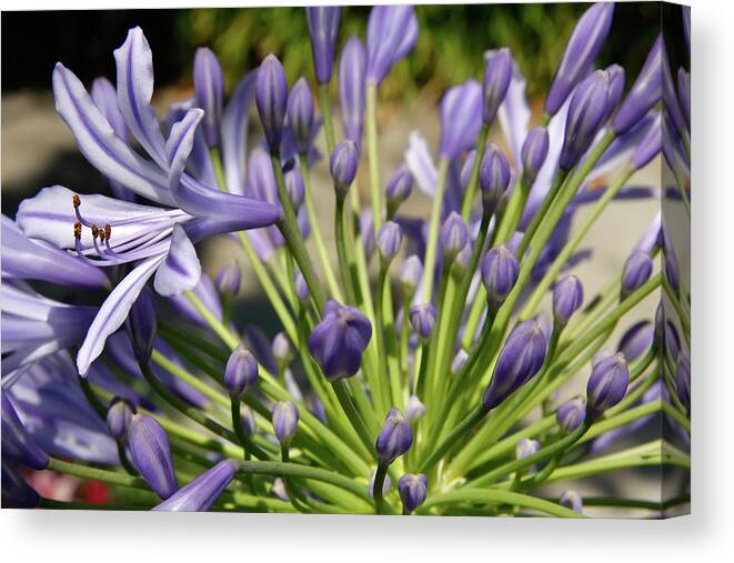 Flowers Canvas Print featuring the photograph French Quarter Floral by KG Thienemann
