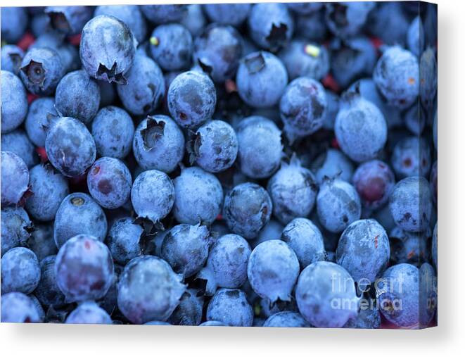 Fresh Blueberries Canvas Print featuring the photograph Fresh Blueberries by Alana Ranney