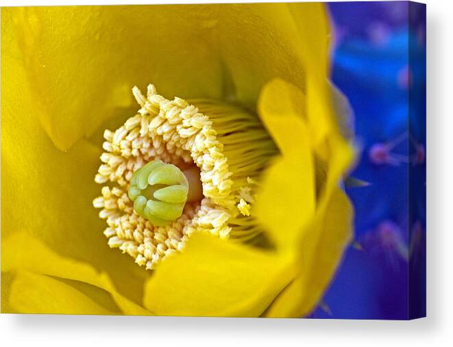 Prickly Canvas Print featuring the photograph Fresh Start by Farol Tomson