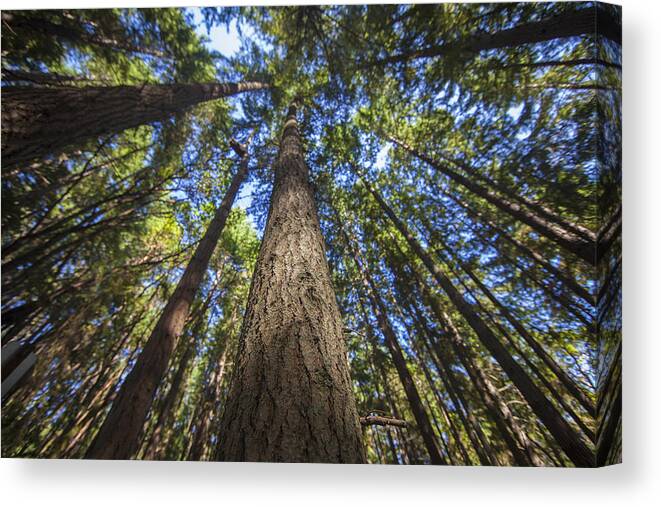 Trees Canvas Print featuring the photograph Friendly Giants along the 5-Mile Drive by Matt McDonald