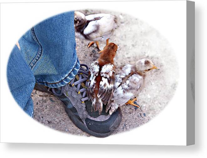 Chicken Canvas Print featuring the photograph Friends by Tatiana Travelways