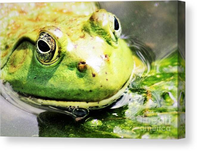 Frog Canvas Print featuring the photograph Frog Close Up by Nick Gustafson