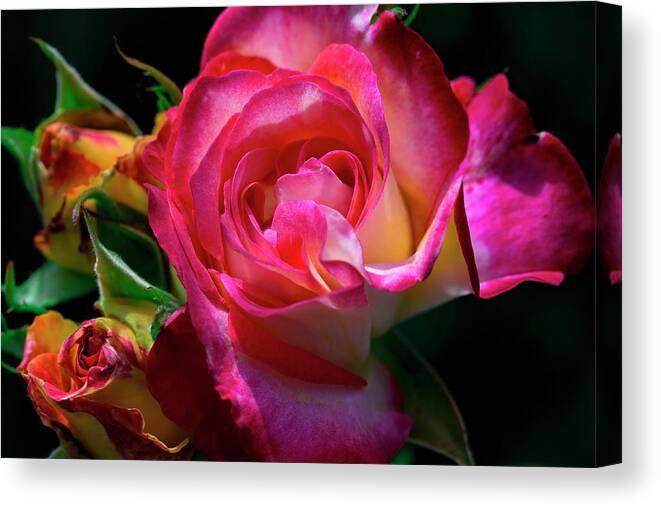 Color Canvas Print featuring the photograph From my garden by Edgar Laureano