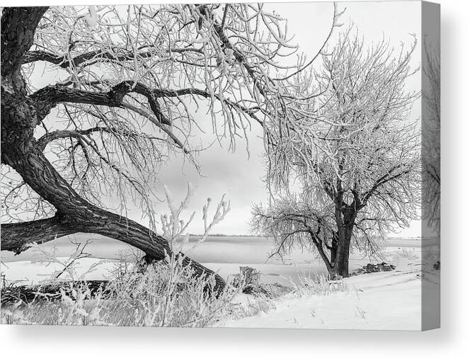 Landscape Canvas Print featuring the photograph Frost and Snow Covered Trees on the Plains by Tony Hake