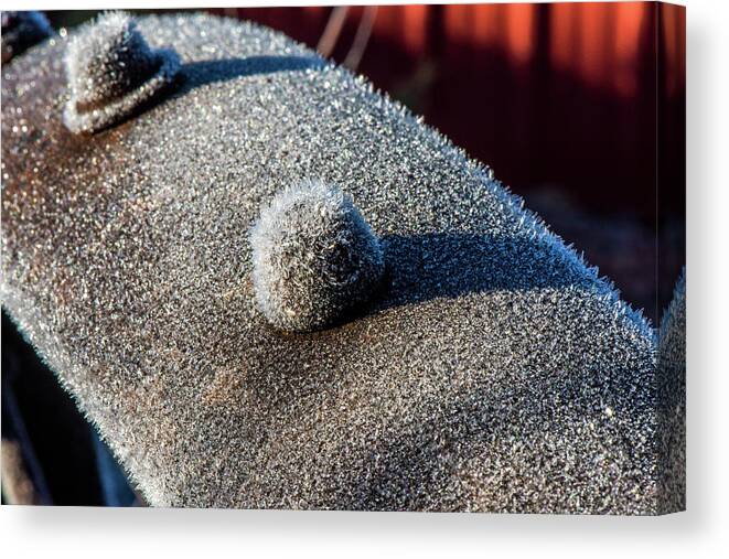 Grunge Canvas Print featuring the photograph Frosted Rivet by Paul Freidlund